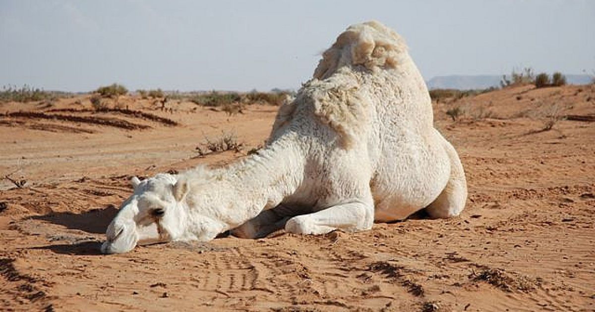 تفسير الهروب من الجمل في المنام لابن سيرين