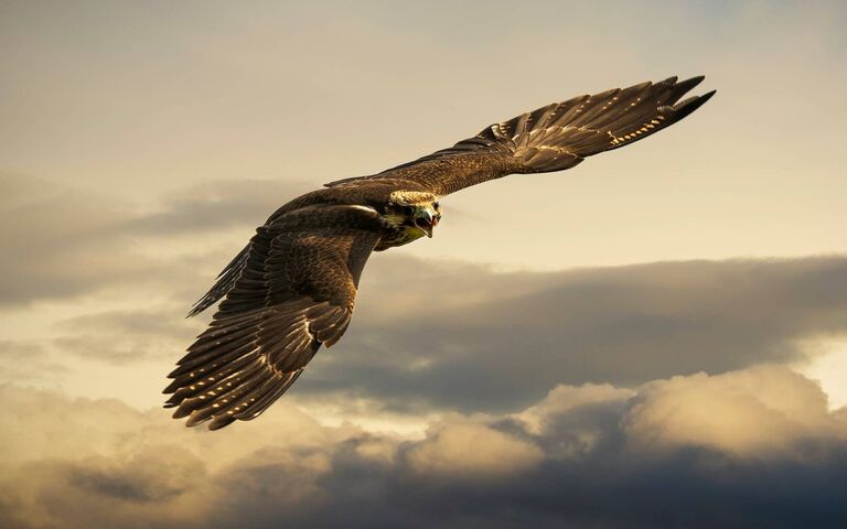 इब्न सिरिन द्वारा उड़ने वाले बाज़ के सपने की व्याख्या - छवियां