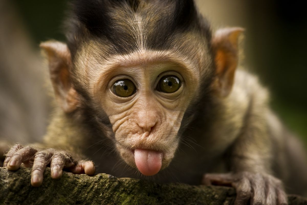 इब्न सिरिन द्वारा एक बंदर के बारे में एक सपने की व्याख्या - छवियां
