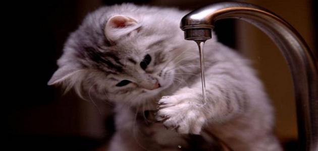 تفسير حلم القطط في دورة المياه لابن سيرين