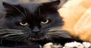 تفسير رؤية القطط السوداء في المنام لابن سيرين