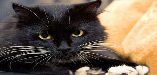 تفسير رؤية القطط السوداء في المنام لابن سيرين