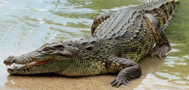 Krokodiloa amets batean