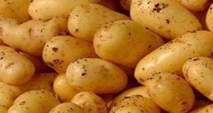 تفسير البطاطس في المنام لابن سيرين واكل البطاطس في المنام وتفسير حلم البطاطس النية