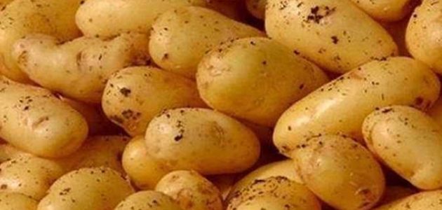تفسير البطاطس في المنام لابن سيرين واكل البطاطس في المنام وتفسير حلم البطاطس النية