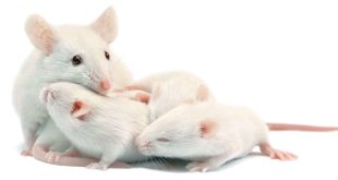 تفسير الخوف من الفأر في المنام لابن سيرين وتفسير حلم الفأر في البيت