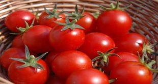  تفسير الطماطم في المنام لابن سيرين