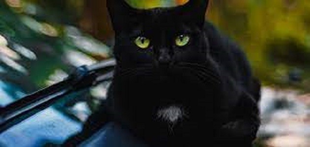 تفسير القط الأسود في المنام لكبار العلماء