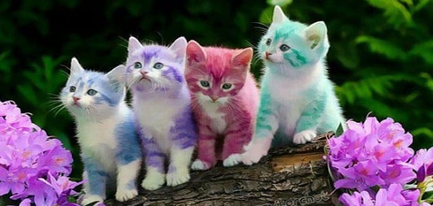 تفسير القطط الصغيرة في المنام لابن سيرين وتفسير حلم القطط الصغيرة الملونة