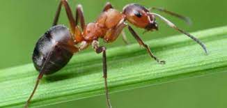 تفسير النمل الأسود في المنام لابن سيرين والعصيمي وتفسير رؤية النمل الأسود الصغير في المنام وتفسير حلم النمل الأسود على الجسم