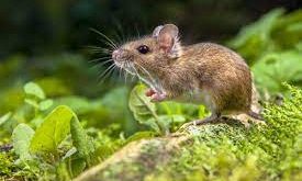 تفسير حلم الفئران للمتزوجة لابن سيرين ورؤية الفأر الميت في المنام للمتزوجة