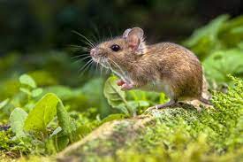 تفسير حلم الفئران للمتزوجة لابن سيرين ورؤية الفأر الميت في المنام للمتزوجة