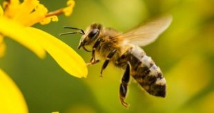 تفسير حلم النحل في المنام لابن سيرين