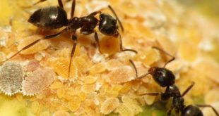 تفسير حلم النمل الأسود لكبار العلماء