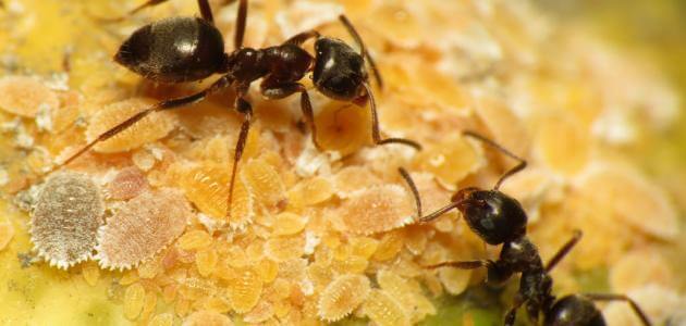 تفسير حلم النمل الأسود لكبار العلماء