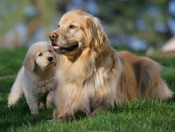 تفسير رؤية الكلاب الأليفة في المنام لابن سيرين ورؤية إطعام الكلاب الأليفة في المنام