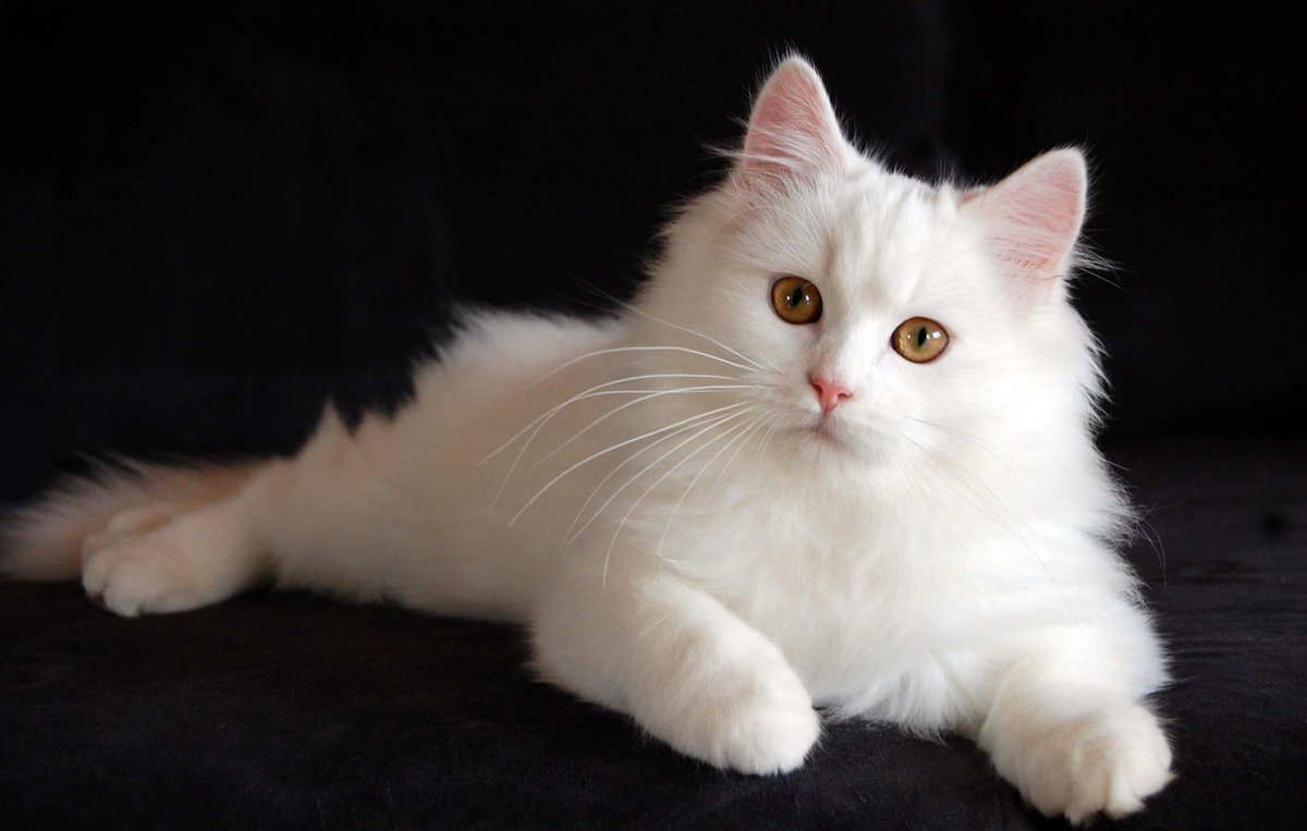 تفسير قطة بيضاء في المنام لابن سيرين