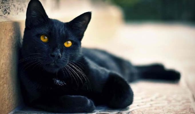 Tolkning av den svarte katten i huset i en drøm av Ibn Sirin - Bilder