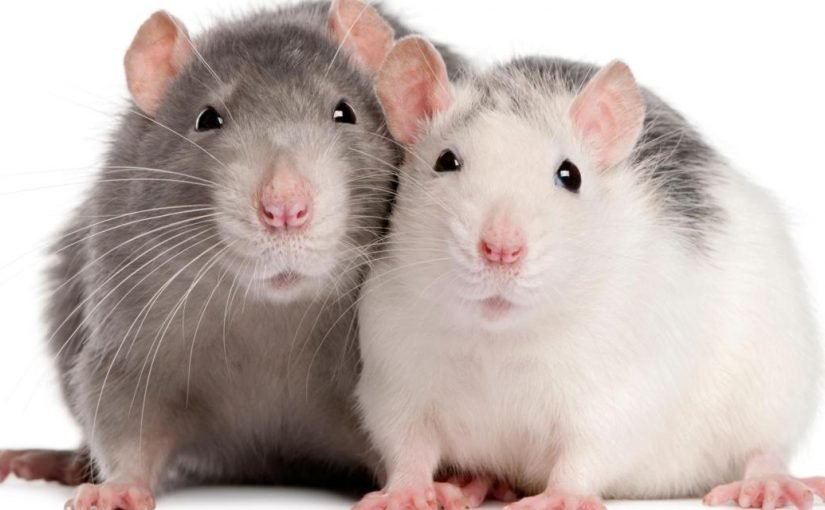 تفسير الجرذان والفئران في المنام لابن سيرين