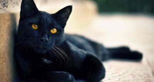 تفسير القطة السوداء في المنزل في المنام لابن سيرين