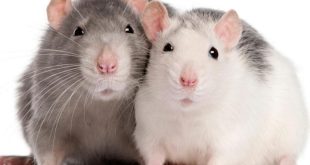 تفسير حلم الجرذان والفئران لابن سيرين