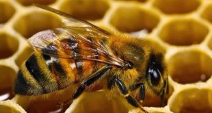 تفسير خلية النحل في المنام لابن سيرين