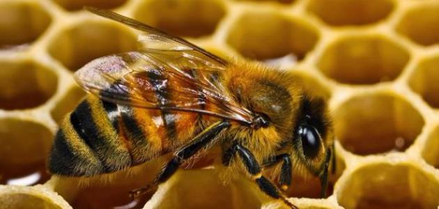 تفسير خلية النحل في المنام لابن سيرين