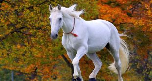 تفسير رؤية الحصان الأبيض في المنام لابن سيرين