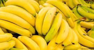 تفسير رؤية الموز في المنام للعزباء لابن سيرين