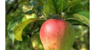 تفسير شجرة التفاح في المنام لابن سيرين