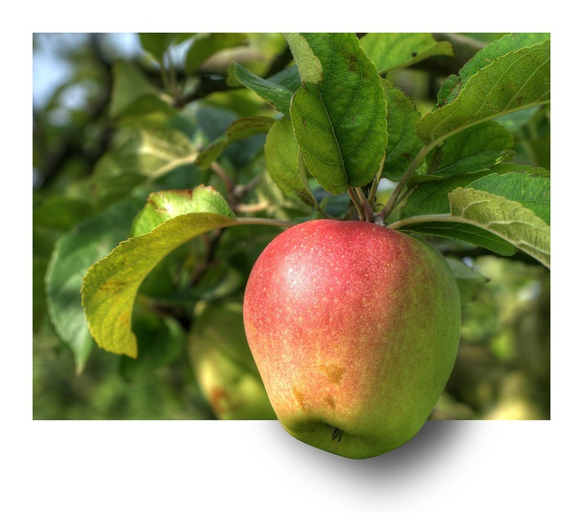 تفسير شجرة التفاح في المنام لابن سيرين