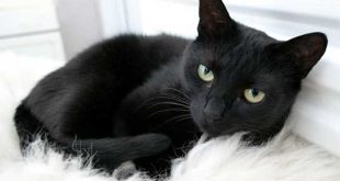 تفسير قطة سوداء في المنام لابن سيرين