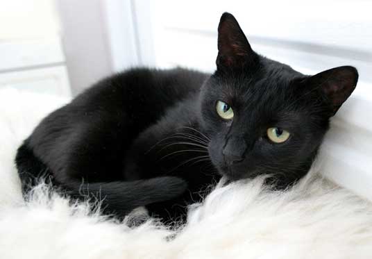 تفسير قطة سوداء في المنام لابن سيرين
