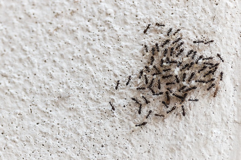 دعاء النمل في البيت