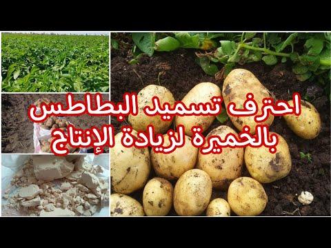 زراعة البطاطس وطريقة رش الخميرة وأفضل عمر وتوقيت للرش وفوائد وأضرار الخميرة على محصول البطاطس 