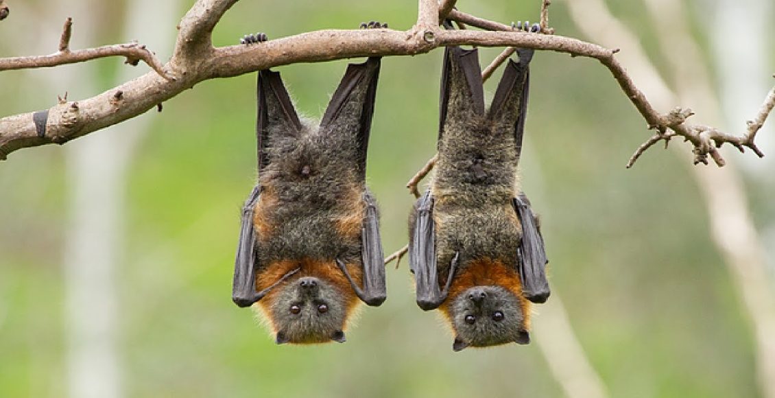 لماذا ينام الخفاش بالمقلوب