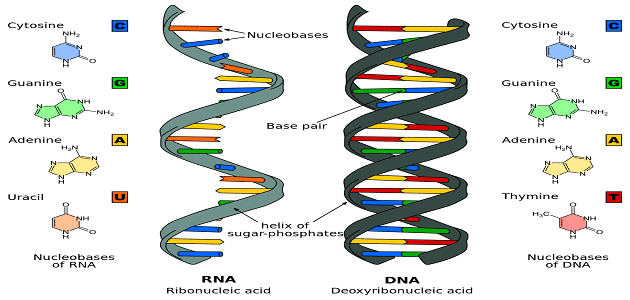 ما هو الحمض النووي الريبوزي (RNA) بالتفصيل؟