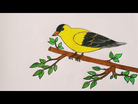 رسم عصفور على غصن شجرة سهل Kuş çizim Bird Drawing 