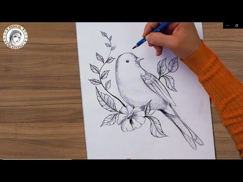 How To Draw A Bird With Pencil كيف أرسم عصفور بقلم الرصاص 