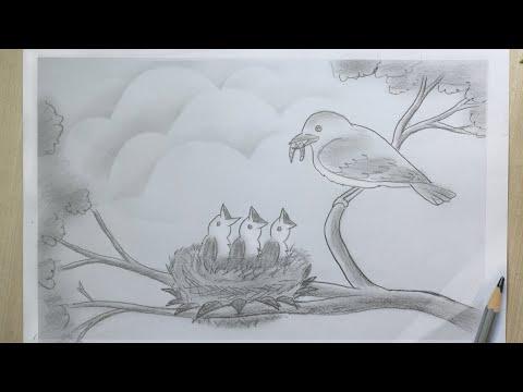 Bird Nest Drawing Bird Feeding Babies In Bird Nest Pencil Sketch 