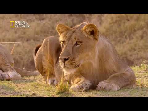 حيوانات أفريقيا المفترسة اسود افريقيا ناشونال جيوغرافيك أبوظبي 