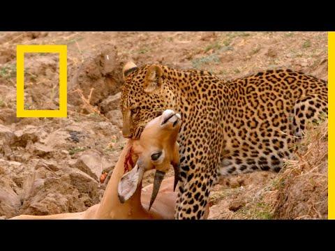حيوانات أفريقيا المفترسة الضبع المفقود ناشونال جيوغرافيك أبوظبي 