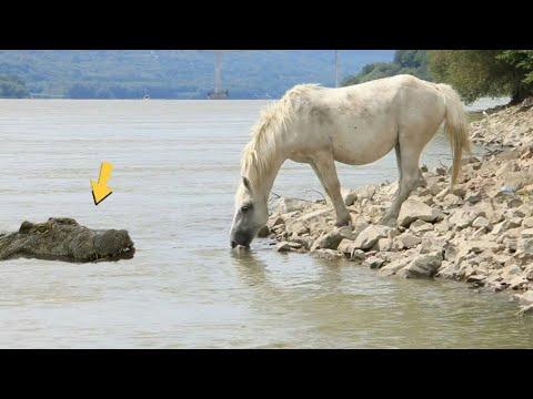 مدهش هذا ما يحدث عندما تقترب الخيول من نهر التماسيح المفترسة شئ لا يصدق عالم الحيوان 