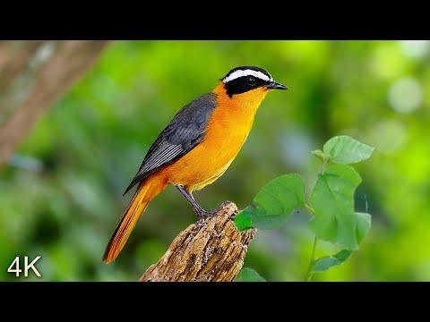 8 Hours Of Beautiful Birds No Music 4K Nature Relaxation Washington State 