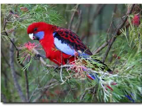 تغريد الطيور اصوات الطبيعة هادئة بدون موسيقى 