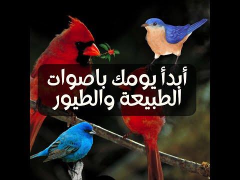 تغريد الطيور في الصباح الباكر للاسترخاء والتأمل L اصوات الطبيعة بدون موسيقى 