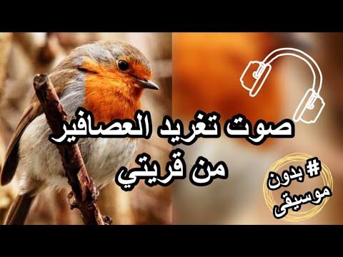 صوت زقزقة طيور الغابة من تسجيلي بدون موسيقى أنشودة D Oiseau Dans La Forêt 