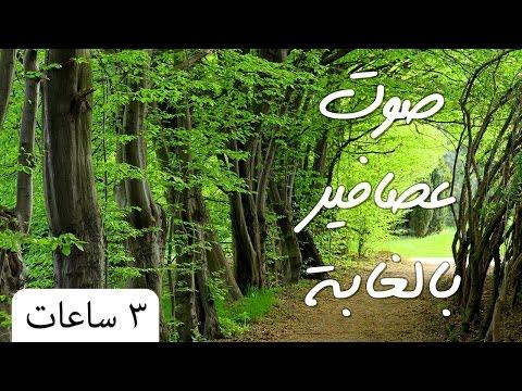 صوت عصافير الصباح في الغابة بدون موسيقى، ساعة كاملة للاسترخاء والتركيز والدراسة والتأمل. غابة 