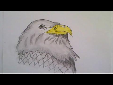 تعليم رسم سهل رسم نسر Drawing Eagle تعلم الرسم بالرصاص للمبتدئين بطريقة سهلة وبسيطة و خطوة بخطوة 