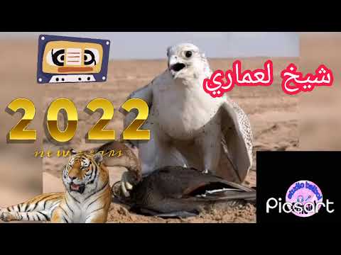 الشيخ العماري يبحث عن لاشونسو الذي يبحث عنه الجميع بلقب الشيخ العماري الصيادة 2022 